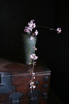❈ Fleurs Foncées ❈ dark art photography flowers & botanical prints -