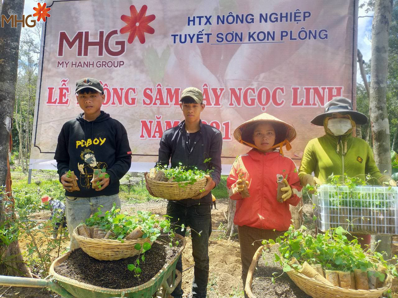 Dự án trồng sâm dây Ngọc Linh tại HTX Tuyết Sơn của MHG